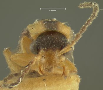 Media type: image;   Entomology 3387 Aspect: head frontal view